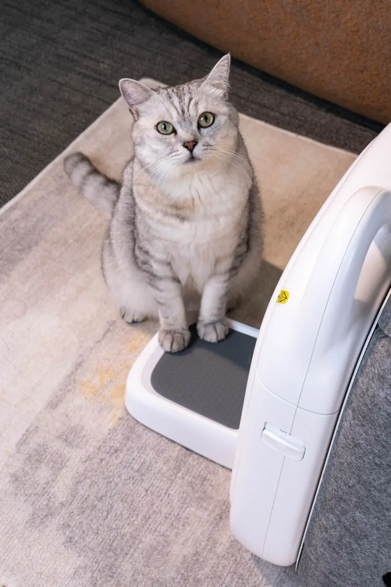 고양이가 PawSwing을 탐색하는 모습