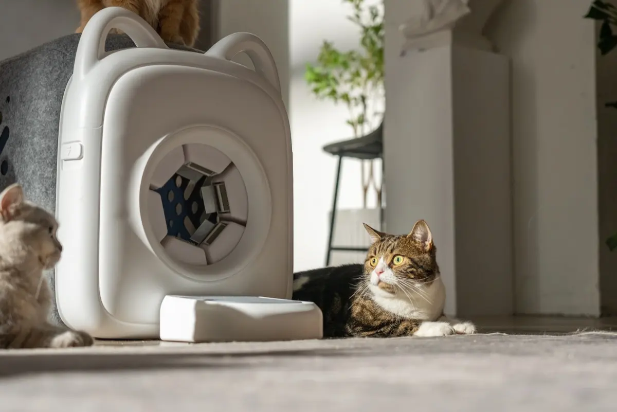 고양이 털 고민 이미지