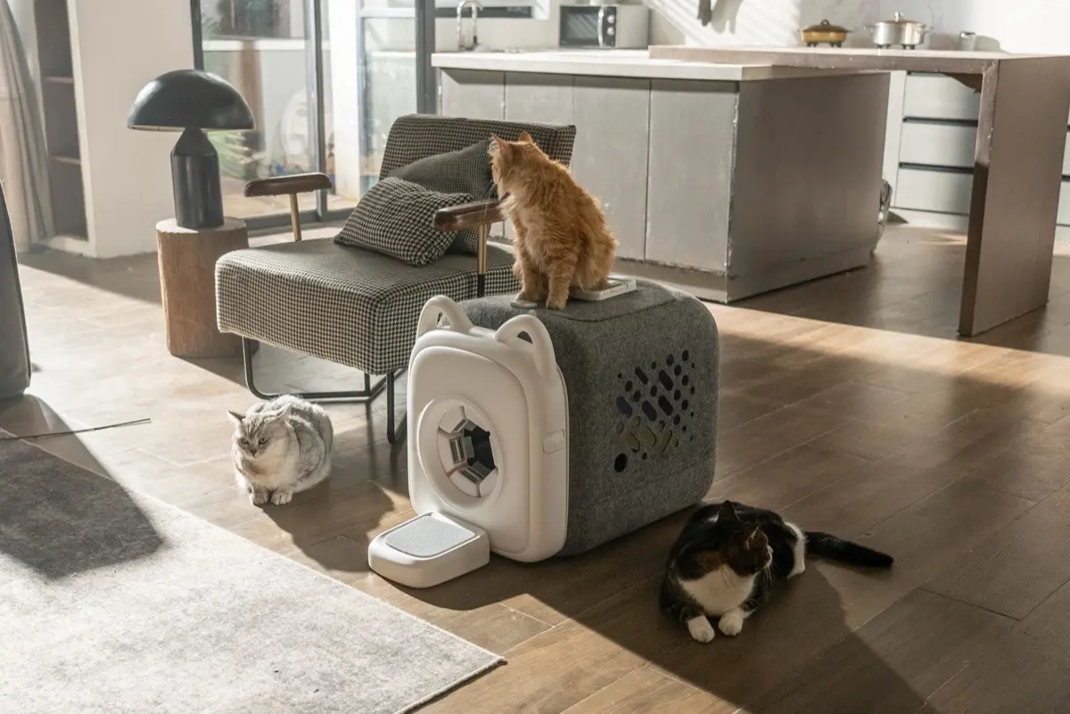 포스윙과 함께하는 고양이의 일상