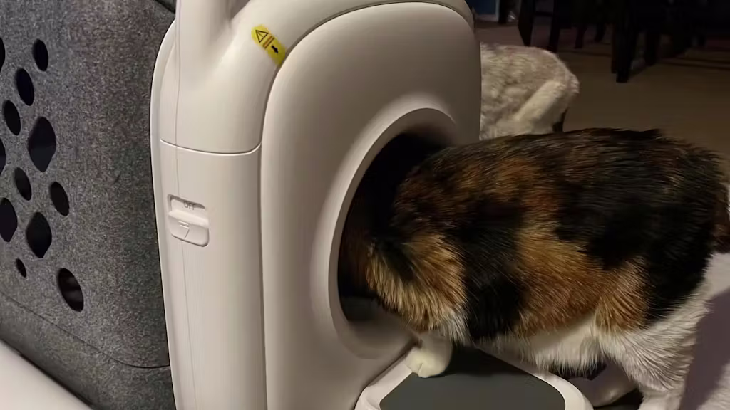 세 마리 고양이가 함께 사용하는 PawSwing