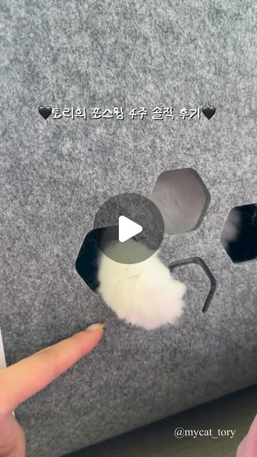 @mycat_tory 인스타그램 후기