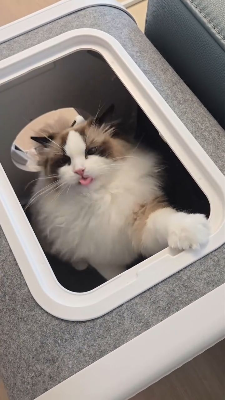 @ragdoll_ar_ 인스타그램 후기