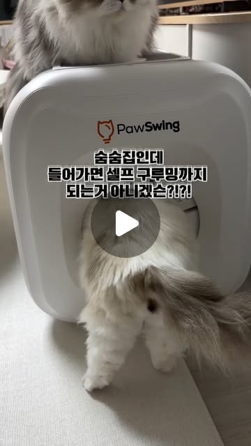 장모냥 7마리 집사의 봄=털과의 전쟁 시작 🫠