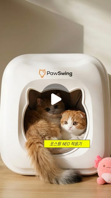 일주일 동안 사용해본 포스윙 NEO 자동 그루밍 숨숨집🐱✨