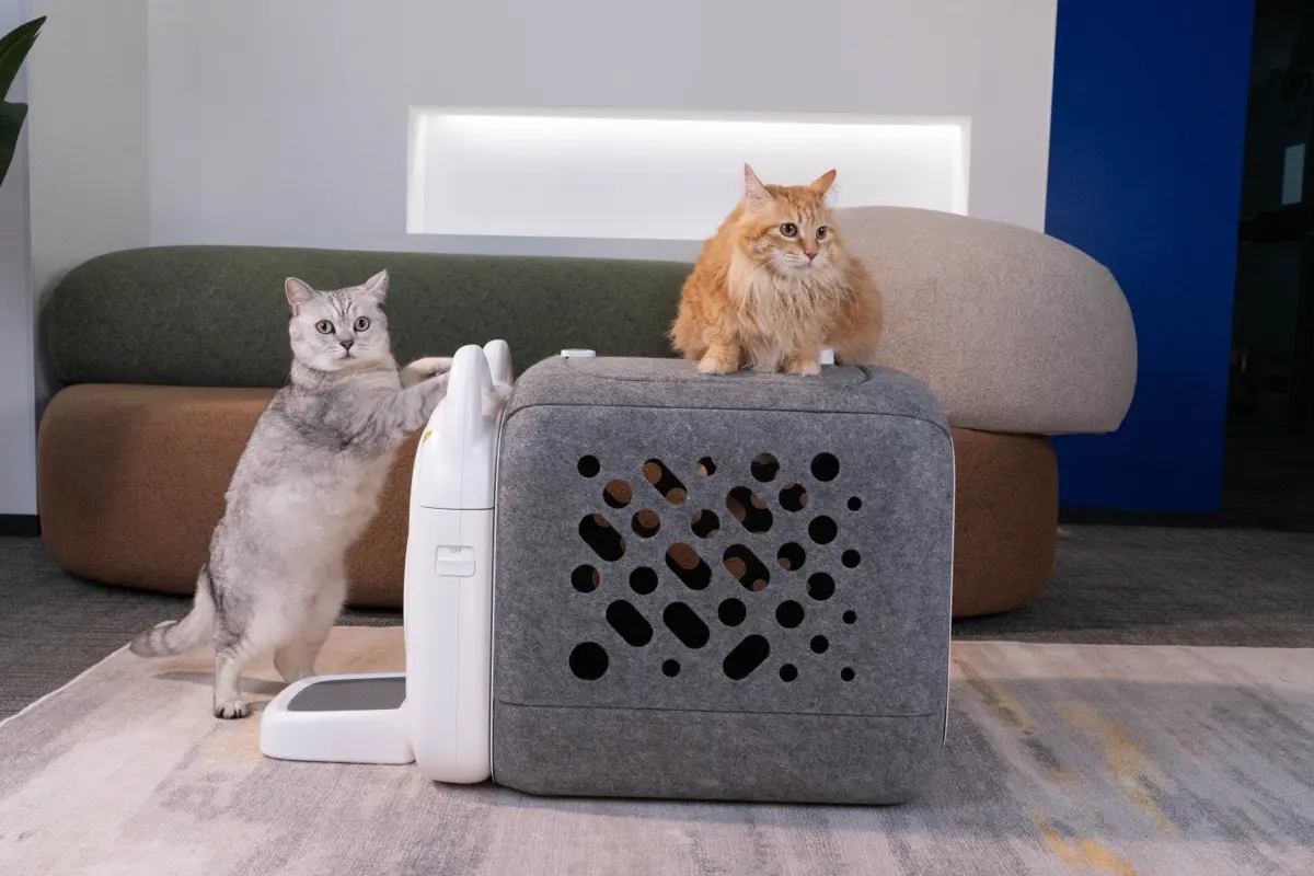 두 마리 고양이와 PawSwing